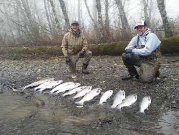 Fall Chum salmon and Coho salmon caught on the Chehalis river