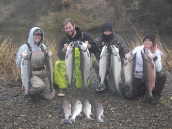 Chehalis river fall Coho salmon