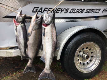 Kalama river springers - King salmon caught in the springtime