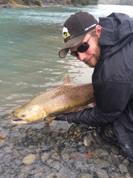 King salmon caught on the Hoh river